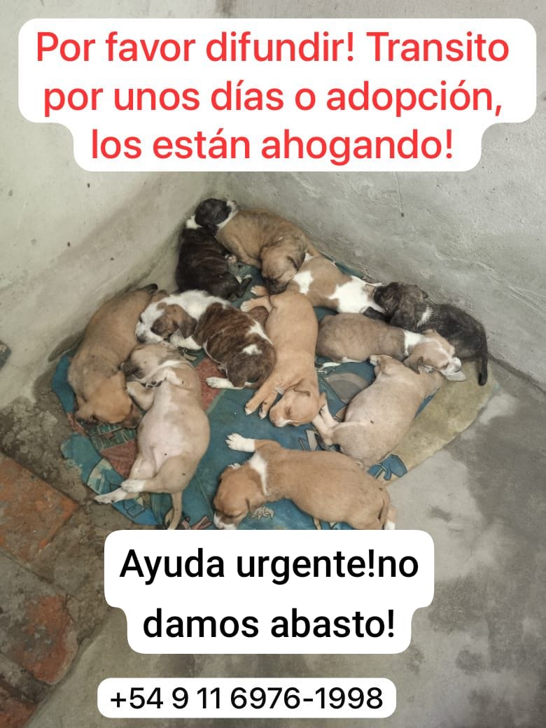 patripeyrou's tweet image. Rt
Urgente 
No damos abasto!!