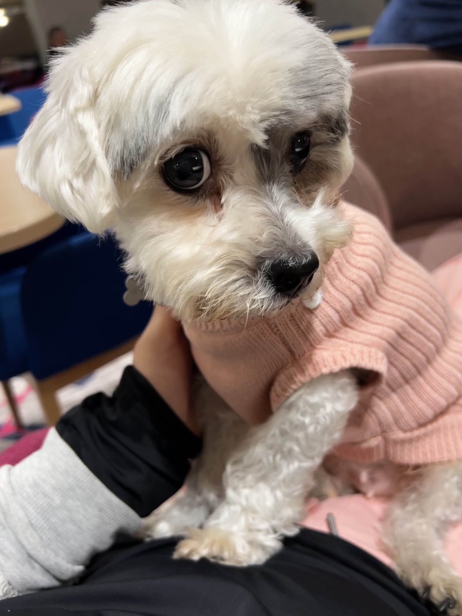 Adrián Birgány tweet media