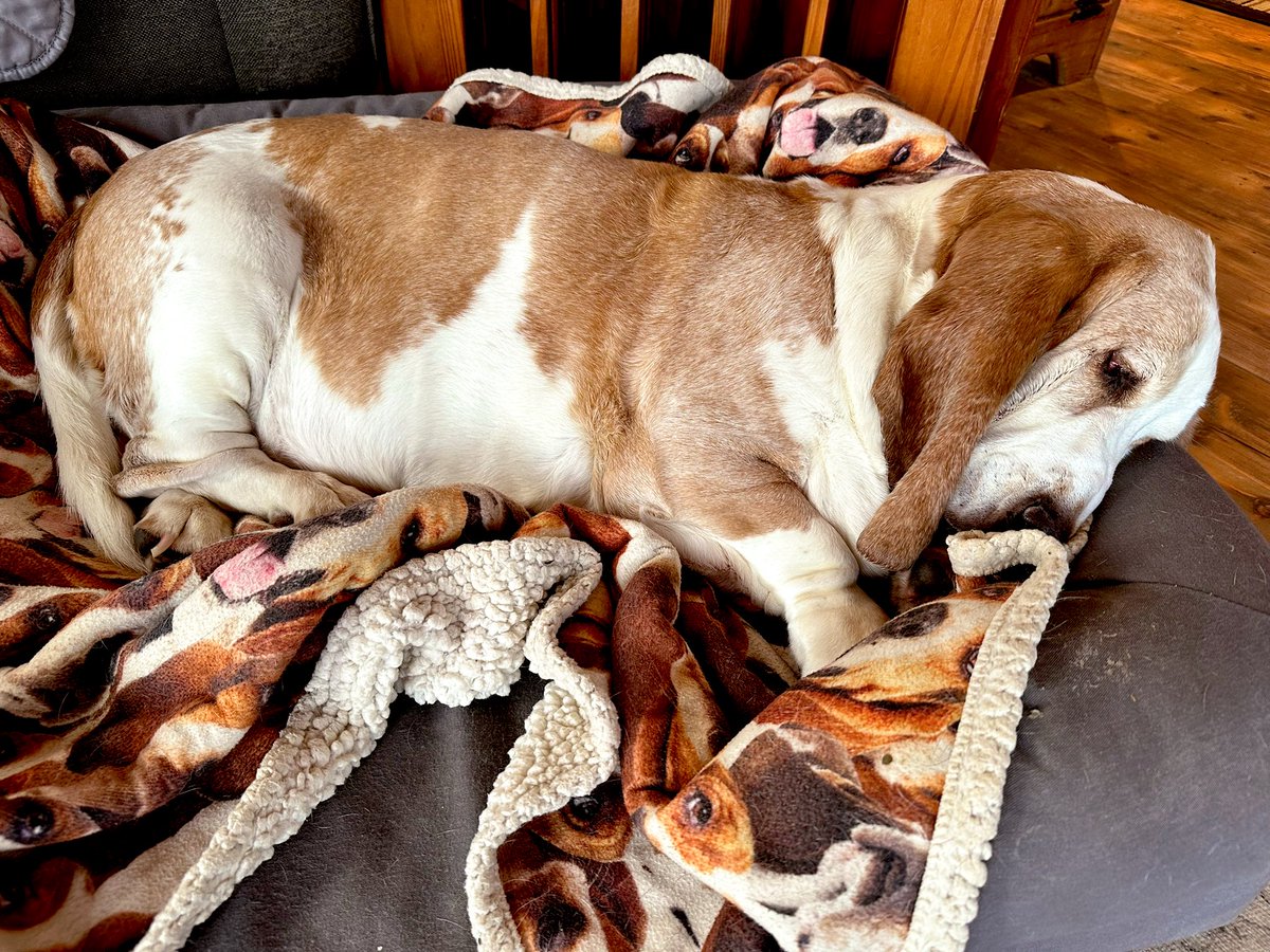 MocklerBassets's tweet image. #NapTime😴😴😴😴😴