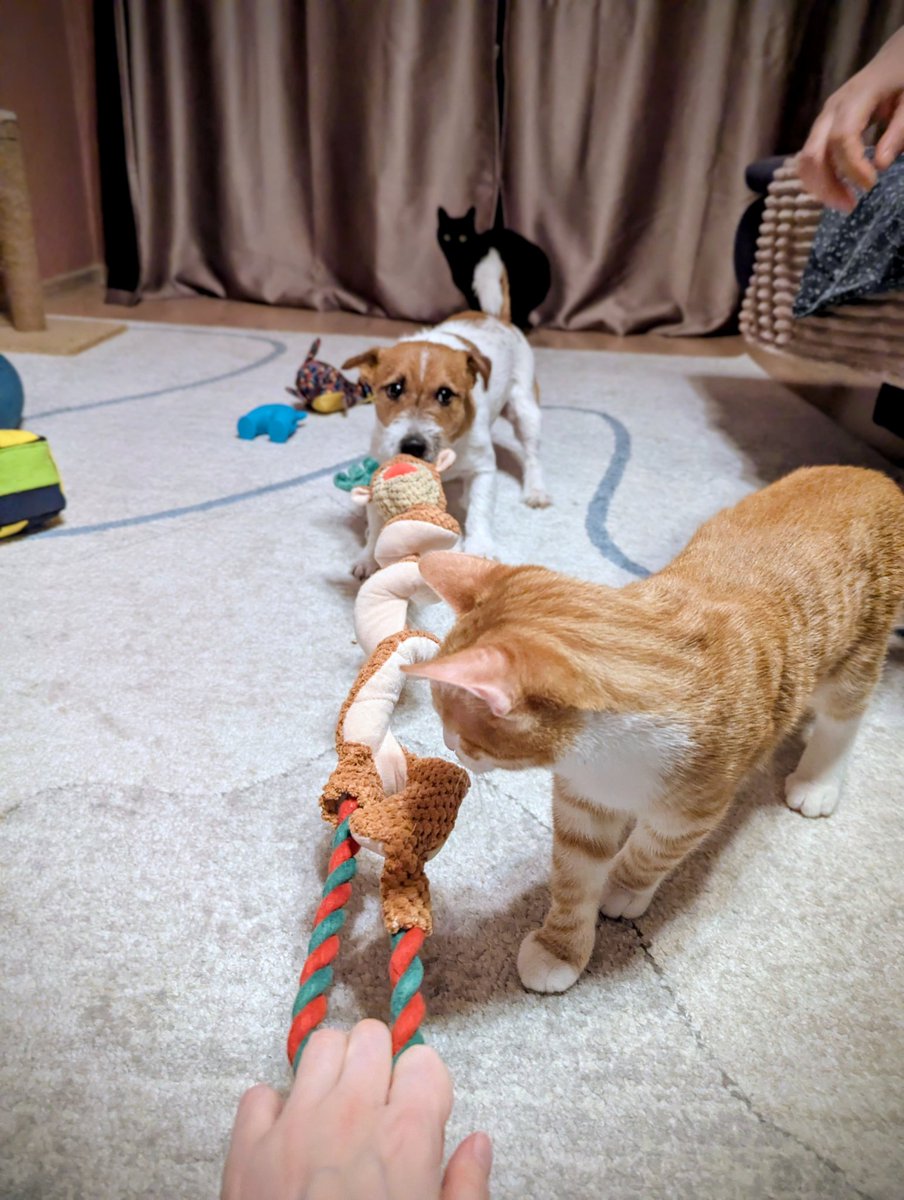 Тайный Санта прислал офигенный подарок Бьёрну. Поиграно во все