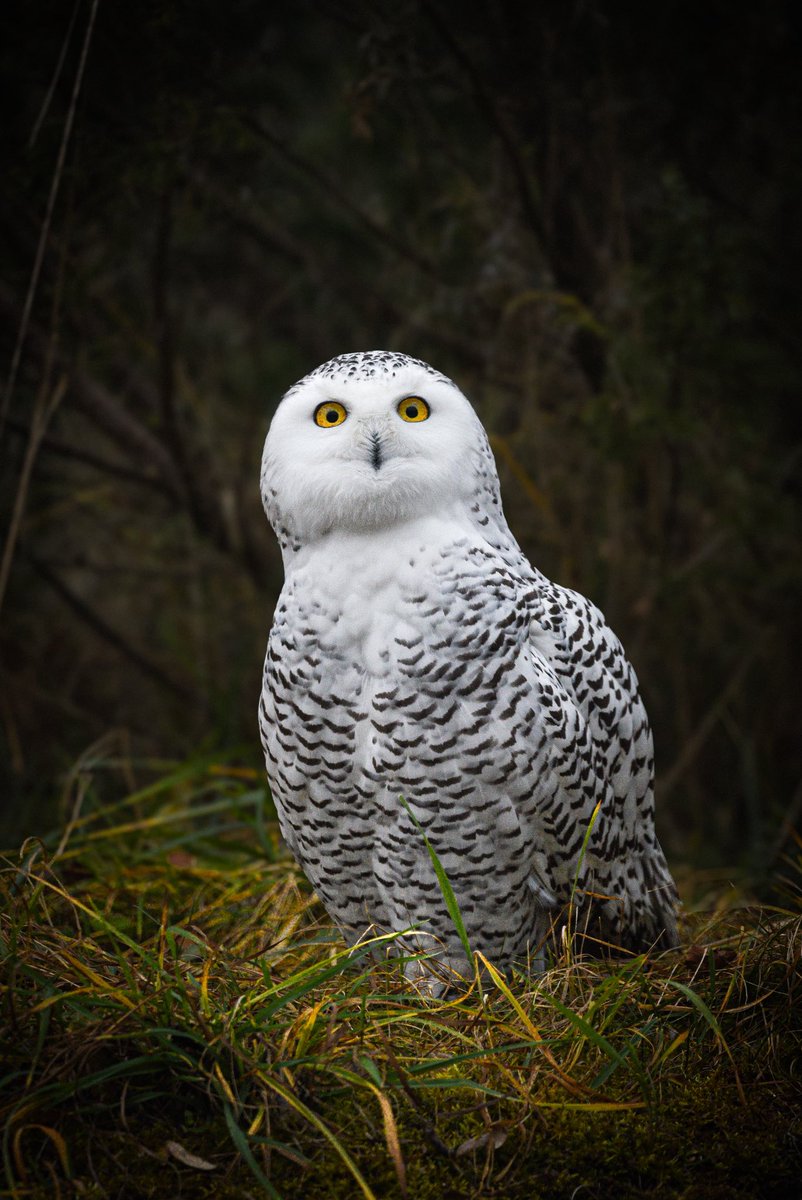 🦉✨ Mit wachem Blick ins neue Jahr 🤍

📸 David Vonlanthen