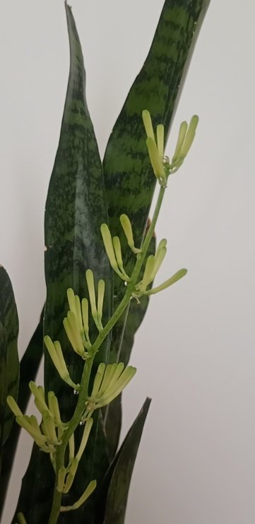 educomuna's tweet photo. minha espada-de-são-jorge tá começando a florescer e, pelo que pesquisei, isso é raro 🥺 https://t.co/xYllD2DWm1