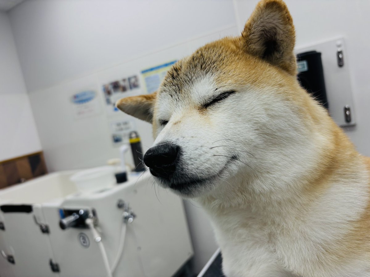 z7d70's tweet photo. 新年を前に、シャンプーのち、いやいやドライヤーのゼンくん🐕 https://t.co/Sy55I7n363