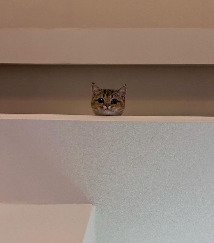 smol silly cat tweet media