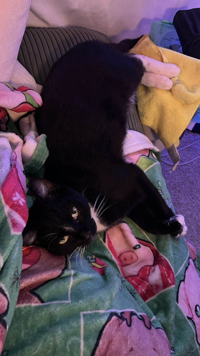 SmexiTV's tweet photo. So looks like we are holding onto this lil lady until we can find her a loving home. She has had some medical treatments that have cost a pretty penny. She needs more and deserves to be taken care of, but I am not in the best financial spot. If anyone would like to help, I would really appreciate it. 

If you'd like to help, please donate at this link: https://t.co/UG5gfMA54J