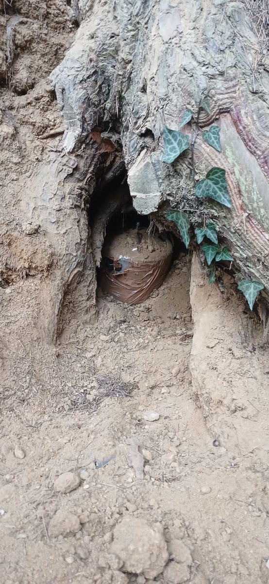 MubashiirBhat's tweet image. #Hideout #Busted Security forces busted a suspected militant hideout during a cordon and search operation in the forest area of Kharpora village in north Kashmir’s Baramulla district More Details are Awaited.#OSINTJK