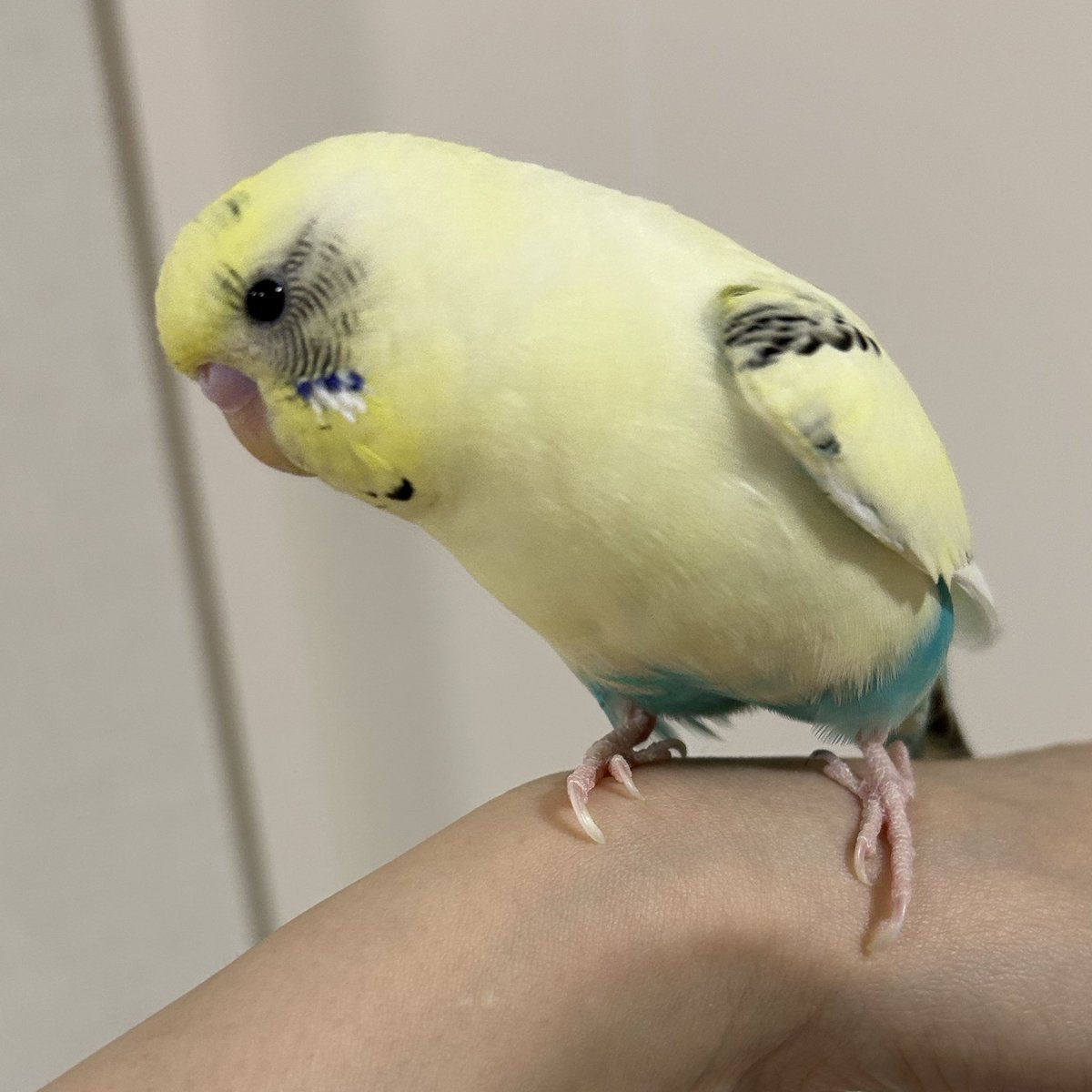 インコたちをペットホテル（かかりつけ医）に預けてきました。
寂しい…