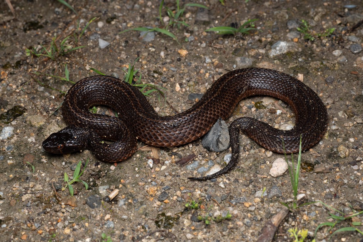 今月の爬虫両棲類学会報にニホンマムシの色彩変異個体を報告しました。背中に線があり、腹板がピンク色のこれまで知られていないタイプです。1枚目は発見時の写真で、見たことないヘビだったので眼を疑いました。巳年に報告できて良かったです。