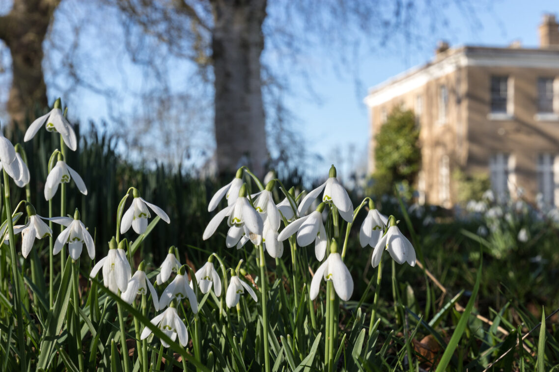 HertfordshirNGS's tweet photo. Get your #snowdrop fix at Walkern Hall in #Stevenage #Hertfordshire on Sat 31st. This glorious 8-acres winter woodland garden is a carpet of these seasonal flowers, with plenty of cheerful #aconites too! A great afternoon for all!
👉https://t.co/0tY9qQYgvG https://t.co/Adqc2iNKHk