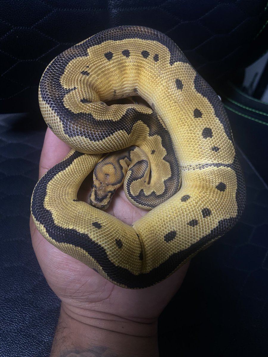 パイン🐍 tweet media