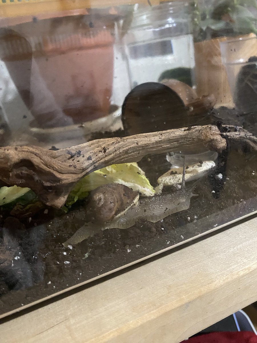 Yo pensando en que apenas veo despierto a Brave en invierno. 

Brave paseando de madrugada: