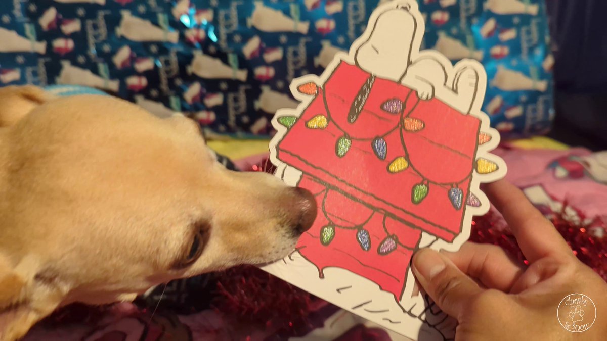 We love your Christmas card Roscoe  &amp; Angel Bentley  <a href="/roscoe_blaze/">Roscoe Blaze (🌈 &Angel Bentley Kyron, too!🌈)</a>   !  Did you put some food on it? Snow kept taking it and licking it. 

youtu.be/iITq3sbcfbQ?si…

#dogsofX #dogsoftwitter #Christmas #Christmascard #Snowby #ChewbySnow