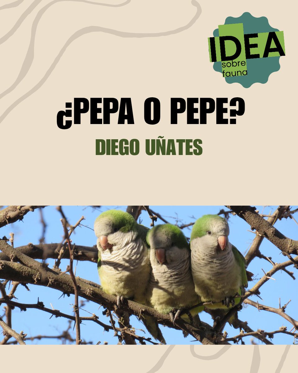 +IDEA sobre Fauna tweet media