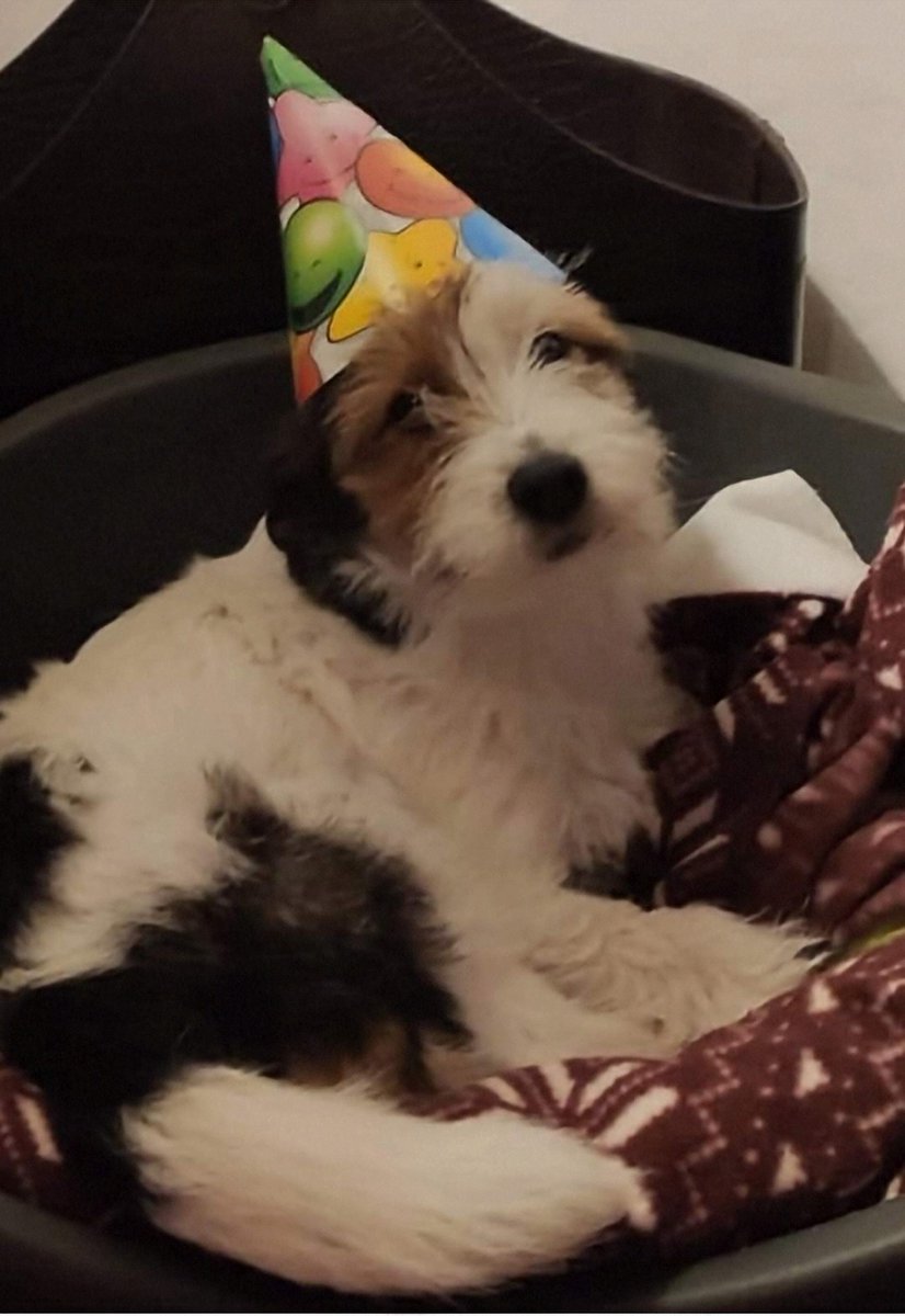 BarbaraCecioni's tweet image. Bipedi!

Ubriacatevi, drogatevi, ma i botti no!
#Margot 🐶