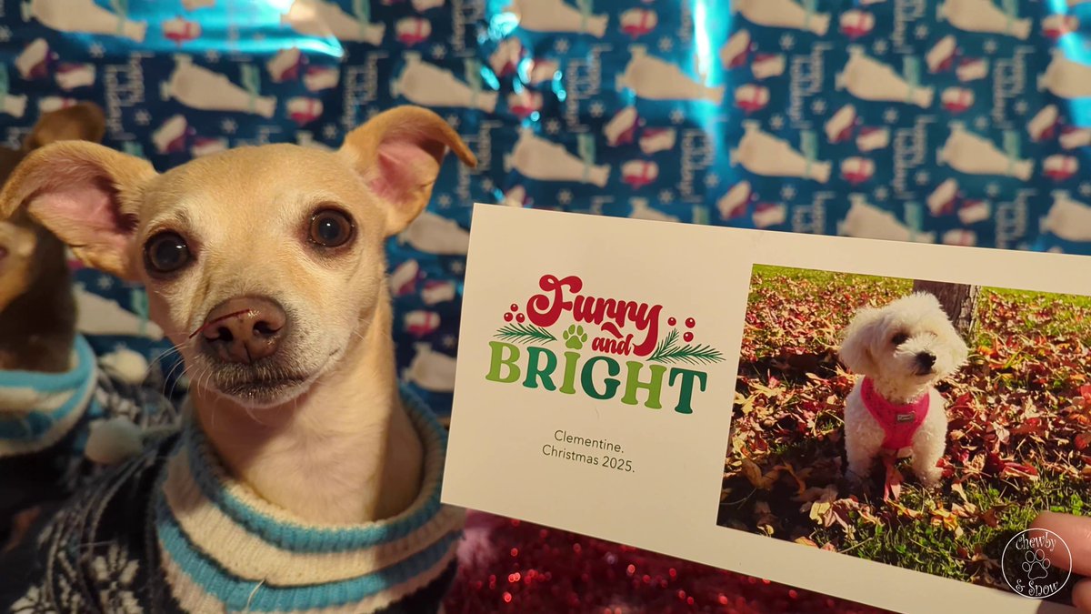 Thank you for our Christmas card Clementine <a href="/Clement95648203/">Clementine ❤️🐾🌹🦴</a>   ! We love it Beauty. 

youtu.be/iITq3sbcfbQ?si…

#dogsofX #dogsoftwitter #Christmas #Christmascard #Snowby #ChewbySnow