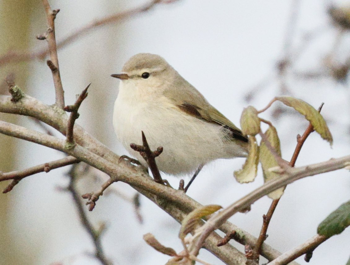 Gordon Hodgson tweet media