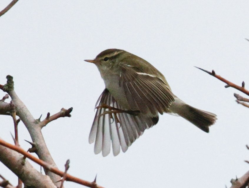 Gordon Hodgson tweet media