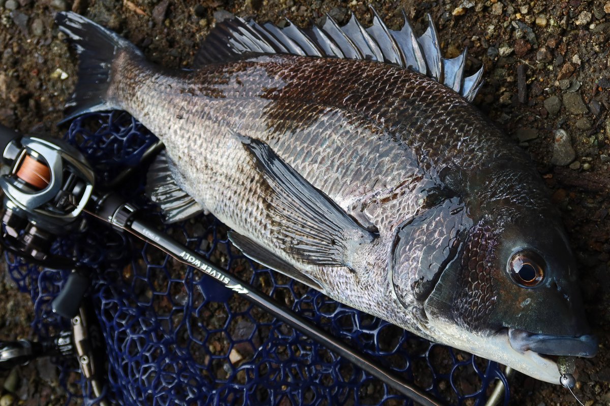 もりぞー (@morizo57) / Posts / X