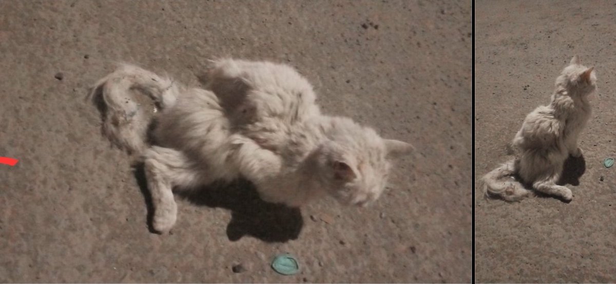 Animal_rescue0's tweet image. #انقاذ #قطط #جده 
قطة بيت مدعوسه وهذا وضعها احتاج مساعده عشان اوديها العياده 
جده حي الحمدانيه 
+966 54 714 2411