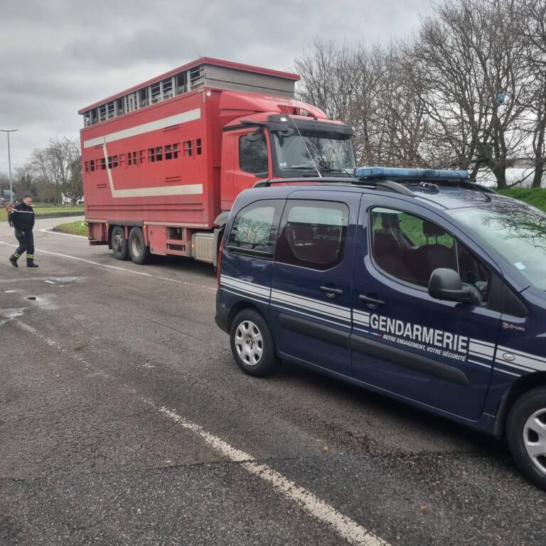 Prefet38's tweet image. #SantéAnimale | La lutte contre la dermatose nodulaire contagieuse (DNC) se poursuit en Isère avec des contrôles quotidiens menés par la @Gendarmerie_038.

✅ Réalisées en lien avec les services de l’État, ces opérations garantissent le respect des mesures sanitaires lors des