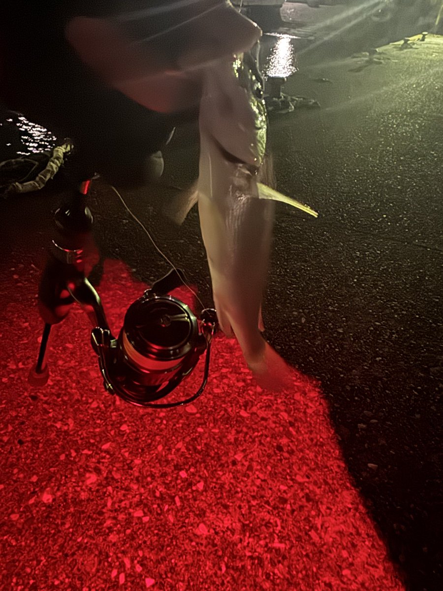 41匹で終了
最大で18cmでサイズは上がらず
数釣り楽しい😁