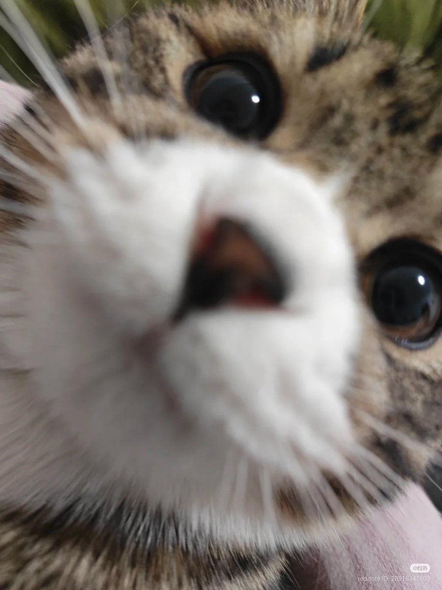 nocontextscats's tweet photo. he's gonna kiss u 😚 https://t.co/Al5NpGYyiM