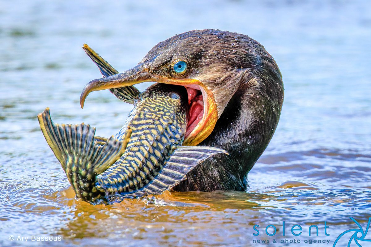 snapagency's tweet image. The neotropic cormorant can be seen struggling to swallow an armored catfish. Protected by bony plates and sharp dorsal and pectoral spines, this prey poses a serious risk.

📸: Ary Bassous
 #cormorant #cormorantfishing #fishfood