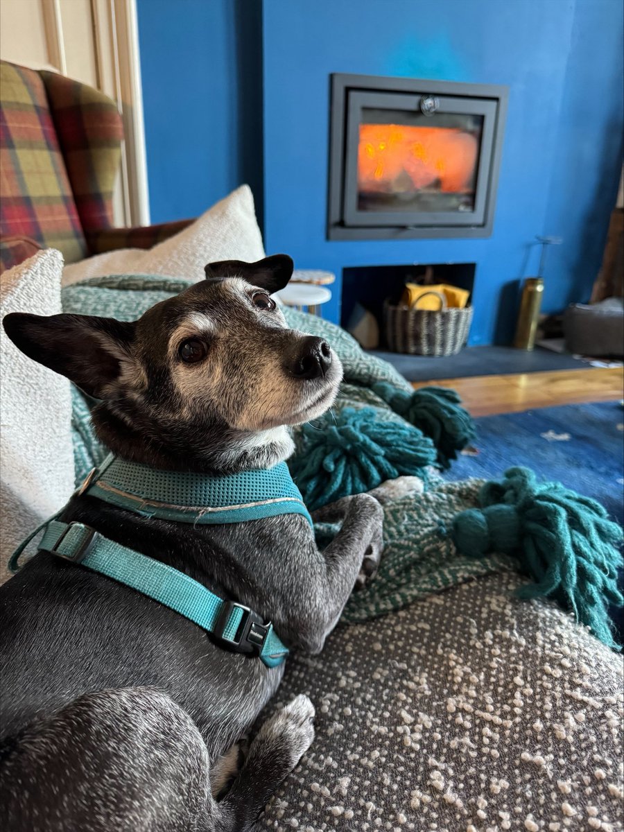 H2RScotland's tweet image. Jess is a beautiful 11 years young female Patterdale terrier. 
Sadly her previous owner had to go into a care home due to dementia and had to give up his beloved Jess. 
Jess would benefit a home with someone who has a nice peaceful quiet home.
She’s very loving and affectionate.…