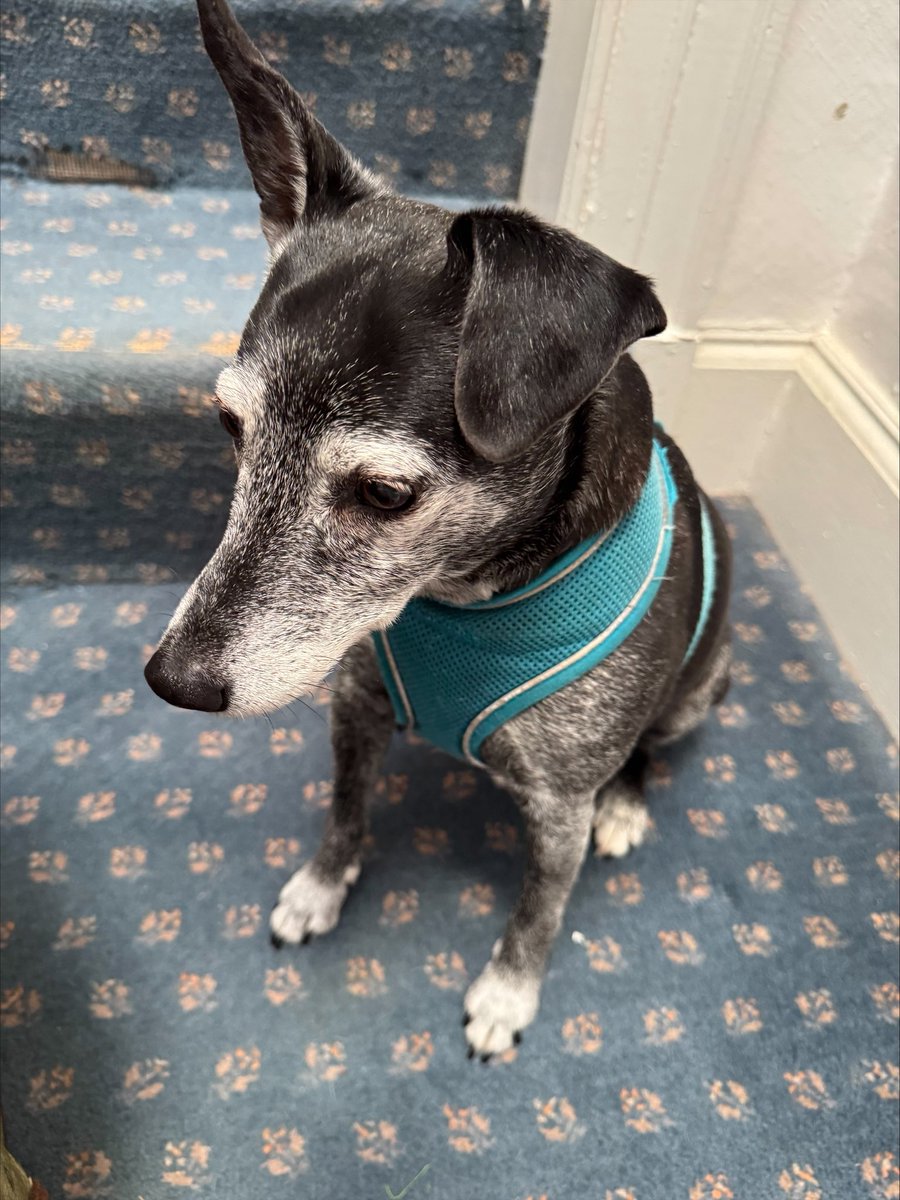 H2RScotland's tweet image. Jess is a beautiful 11 years young female Patterdale terrier. 
Sadly her previous owner had to go into a care home due to dementia and had to give up his beloved Jess. 
Jess would benefit a home with someone who has a nice peaceful quiet home.
She’s very loving and affectionate.…