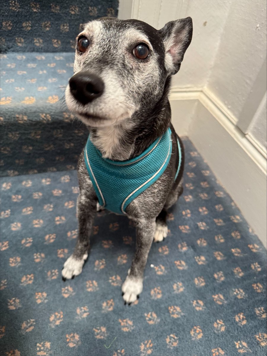 H2RScotland's tweet image. Jess is a beautiful 11 years young female Patterdale terrier. 
Sadly her previous owner had to go into a care home due to dementia and had to give up his beloved Jess. 
Jess would benefit a home with someone who has a nice peaceful quiet home.
She’s very loving and affectionate.…