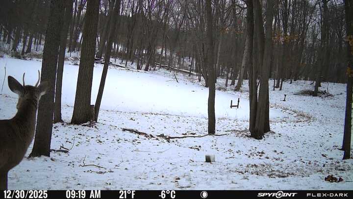 Another little buck