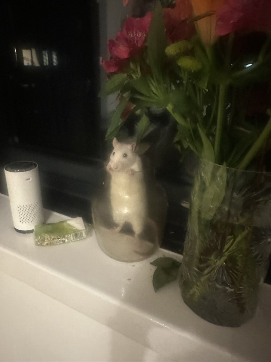 anna🪻🐀 tweet media