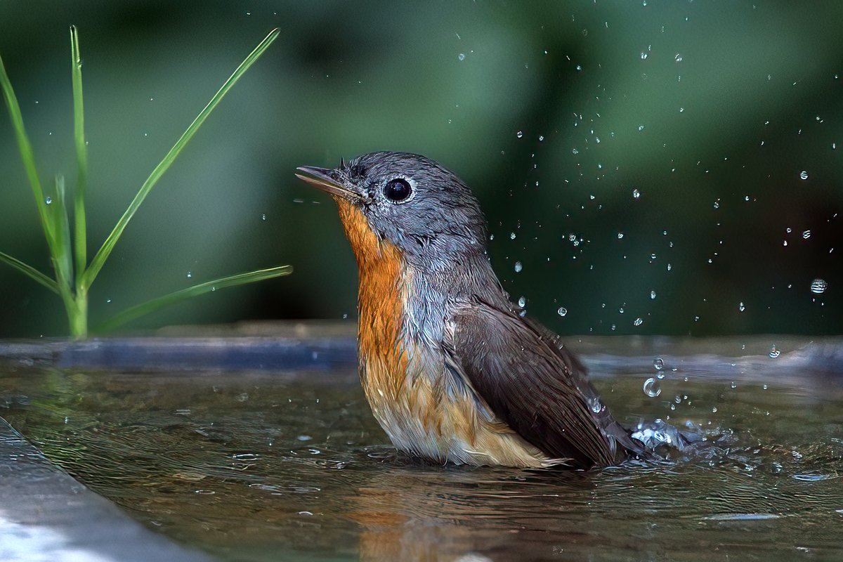 Red Breasted Flycatcher
December 2025
#Jaipur
#Rajasthan 
#India 
#NikonZ8 
#Nikon500PF

<a href="/ForestRajasthan/">Rajasthan Forest Department</a>
<a href="/my_rajasthan/">Rajasthan Tourism</a>
<a href="/NikonIndia/">Nikon India Official</a>
<a href="/orientbirdclub/">Oriental Bird Club</a>
<a href="/Avibase/">Avibase (Denis Lepage)</a>
<a href="/IndiAves/">IndiAves</a>