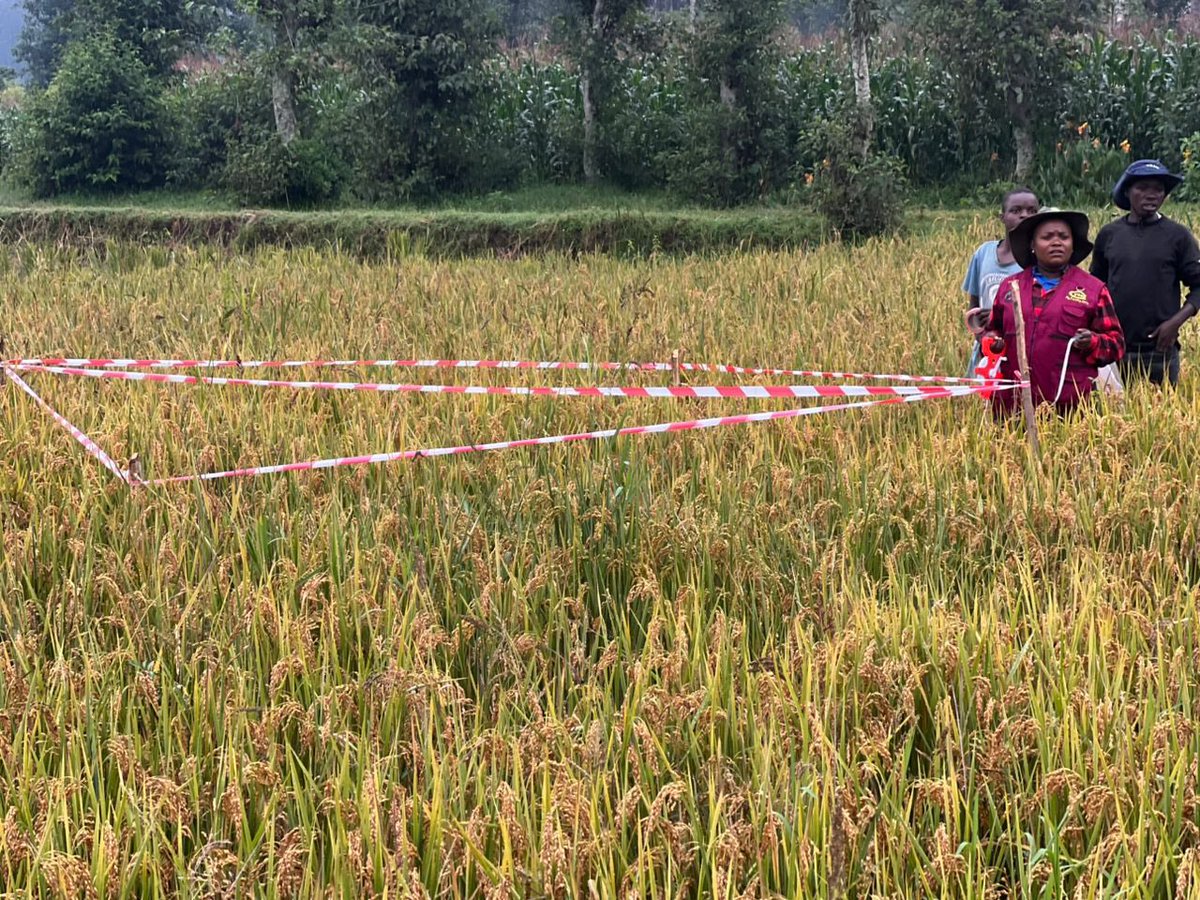 YEAN_Agro's tweet photo. We are in the harvesting time for rice, one of our main crop. To ensure quality yield data, today, our team is recording rice yield data across irrigation schemes despite weather with rainfall. 
The commitment of our field agents ensures accurate, high-quality yield data to support evidence-based agricultural planning and decision-making.
Data quality doesn’t stop for weather. 💪🌧️