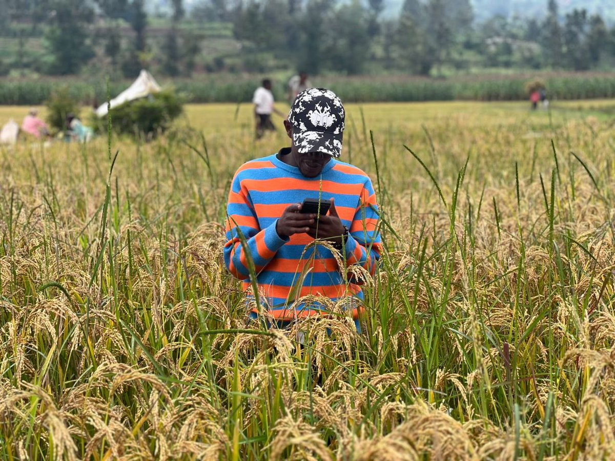 YEAN_Agro's tweet photo. We are in the harvesting time for rice, one of our main crop. To ensure quality yield data, today, our team is recording rice yield data across irrigation schemes despite weather with rainfall. 
The commitment of our field agents ensures accurate, high-quality yield data to support evidence-based agricultural planning and decision-making.
Data quality doesn’t stop for weather. 💪🌧️