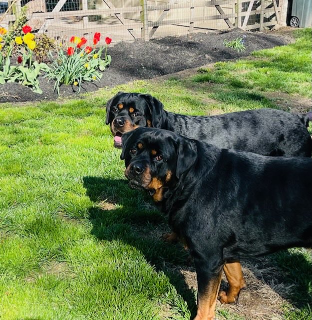 Matthew Donnelly tweet media