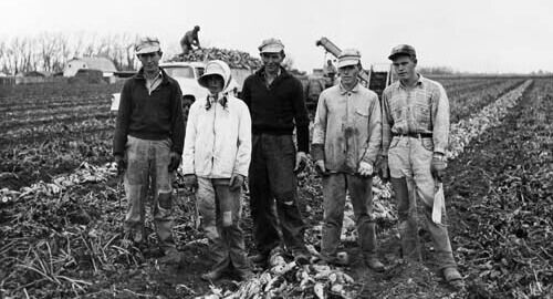 AbSugarBeetGrowers tweet media