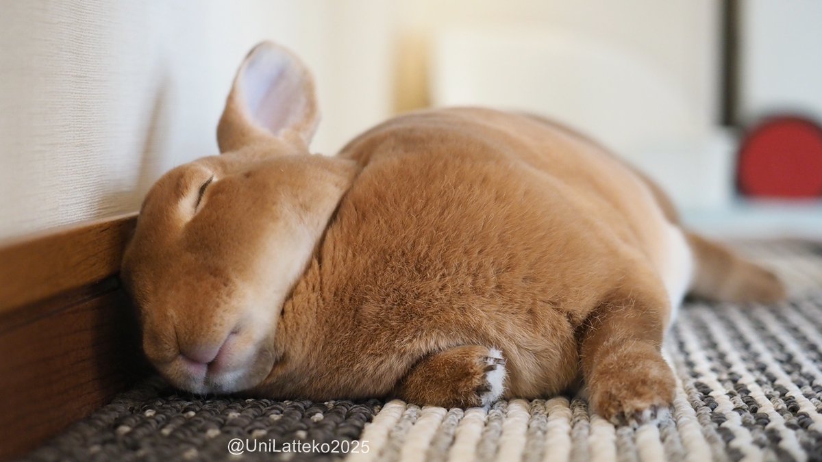 #うさぎさんの寝姿は健康にいいのでどんどん投稿しましょう