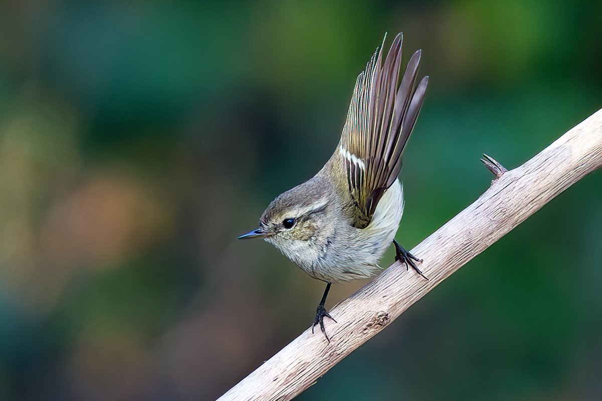 Hume's Leaf Warbler
December 2025
#Jaipur
#Rajasthan 
#India 
#NikonZ8 
#Nikon500PF

<a href="/ForestRajasthan/">Rajasthan Forest Department</a>
<a href="/my_rajasthan/">Rajasthan Tourism</a>
<a href="/NikonIndia/">Nikon India Official</a>
<a href="/orientbirdclub/">Oriental Bird Club</a>
<a href="/Avibase/">Avibase (Denis Lepage)</a>
<a href="/IndiAves/">IndiAves</a>