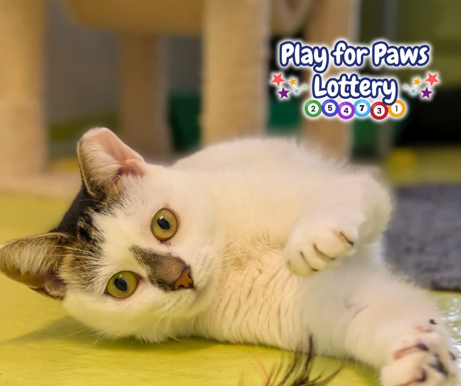 cotsdogscats's tweet photo. June says thank you! π
CDCH lottery players have raised a total of Β£7431.20 this year!
Congratulations to all of our winners and a very happy New Year π₯
#CotsDogsCats #PlayForPaws #CharityLottery https://t.co/KvO9k7BIJt