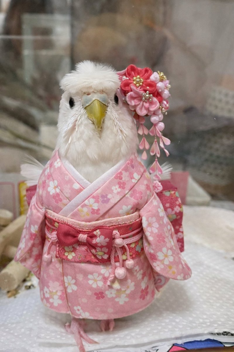 happy_ri_0402's tweet photo. 着物ちーちゃん👘笑
#羽衣セキセイ https://t.co/8HnBdIzmRj