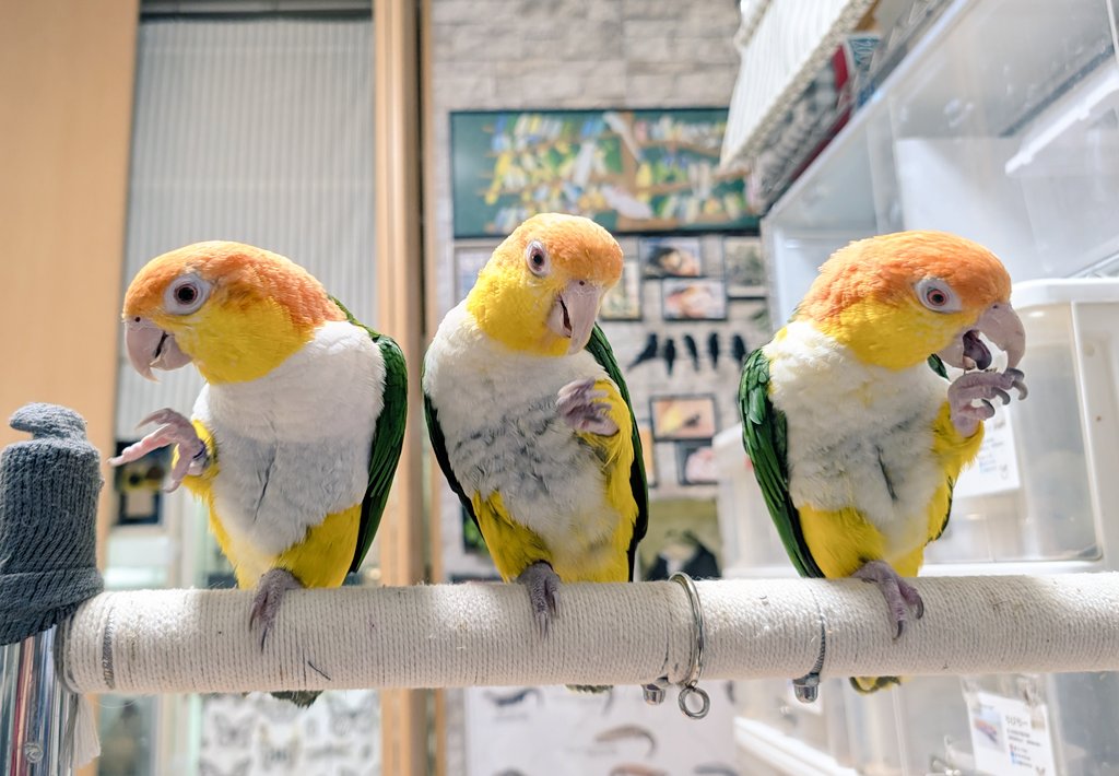 右クリック(2025年度キタアオジタ販売中) (@Migi_c) / Posts / X