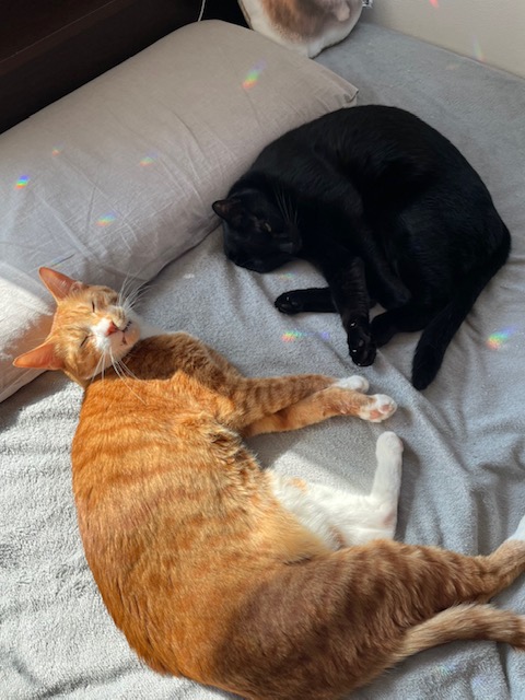 にゃん太通販+にゃっ展+にゃんにゃんBOX+猫十字 (@nyantashop) / Posts / X