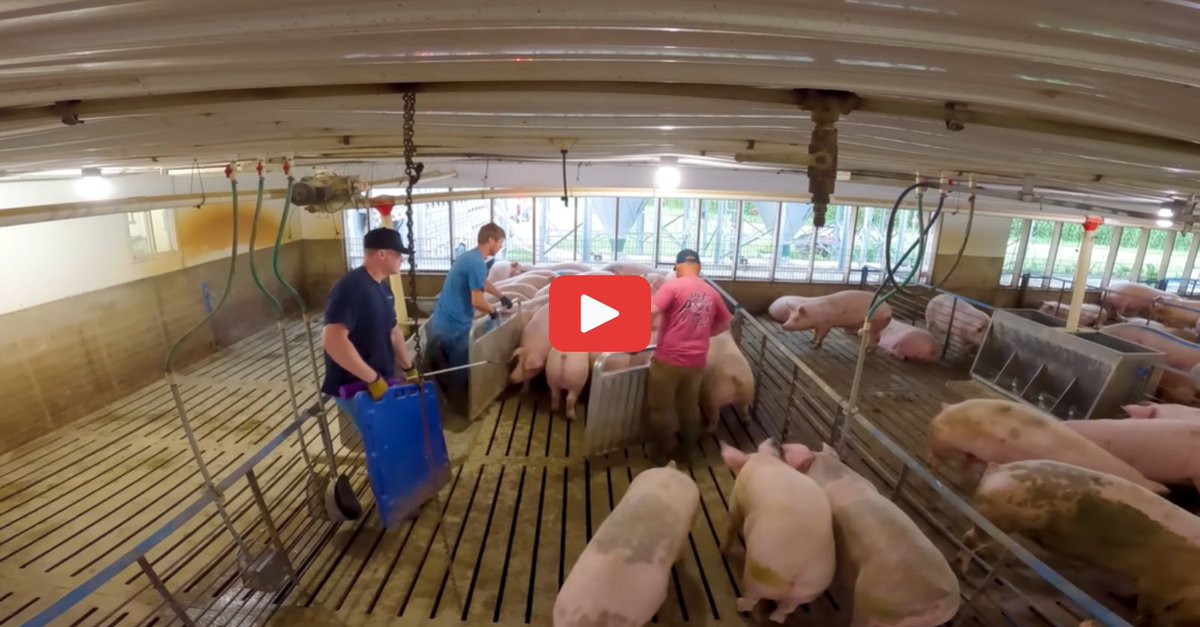 Farms.com Pork News tweet media