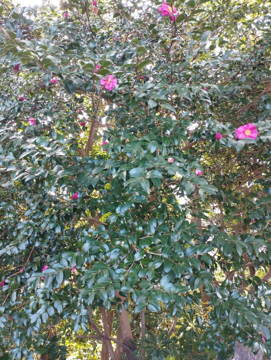 新年の営業は２日（金）からとしていましたが、年末に本の入荷が続いたため、３日（土）からの営業とさせていただきます。突然のお知らせで申し訳ありません。どうぞよろしくお願いいたします。
今年もみなさんに助けられて一年を過ごしました。ありがとうございました。