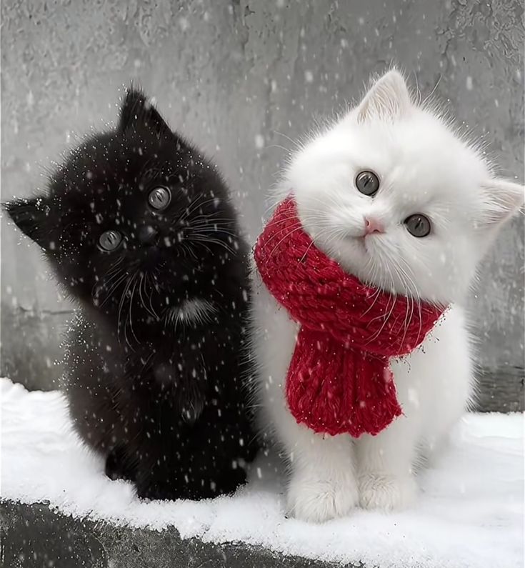 الكندي tweet media