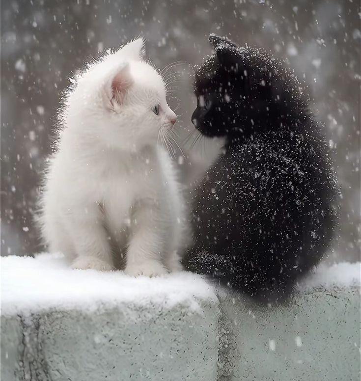 الكندي tweet media