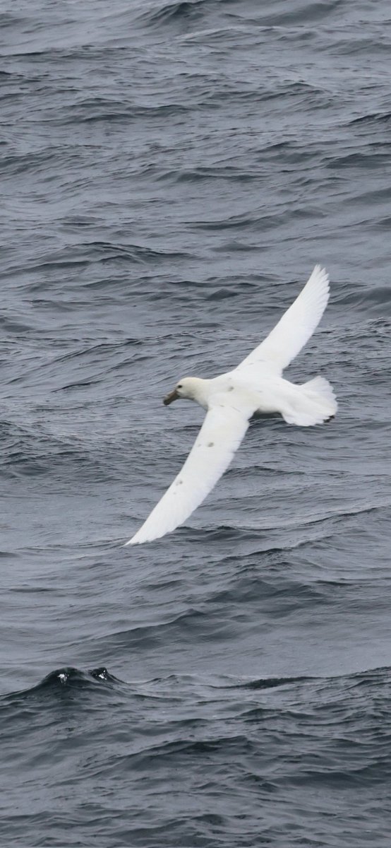 Allan Conlin tweet media