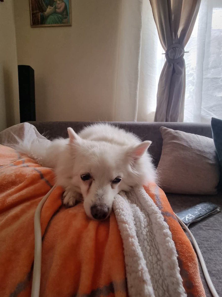 Παρακαλώ πολύ χάθηκε σπιντς στην περιοχή των αγίων Αναργύρων Πειραιά.....
Χρώματος λευκό,θηλυκό και σε μεγάλη ηλικία...
Παρακαλώ όποιος δει κάτι να ενημερώσει...
ακούει Στο όνομα Λιλα￼￼ 
Το σκυλί είναι αυτό σας παρακαλώ πολύ μια κοινοποίηση να βρεθεί τηλ 6980966087κ.Γιαννης