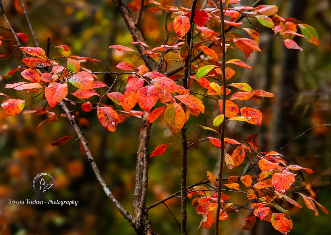 SerenaVachon's tweet image. Beautiful leaves changing #leaves #nature #NaturePhotography #naturelovers